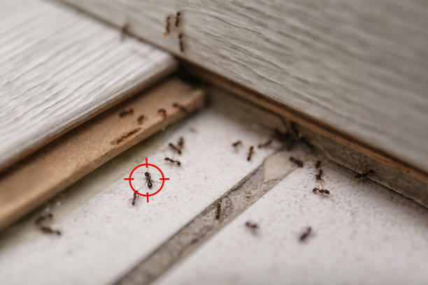 Best Insect Control  in Centreville, MI